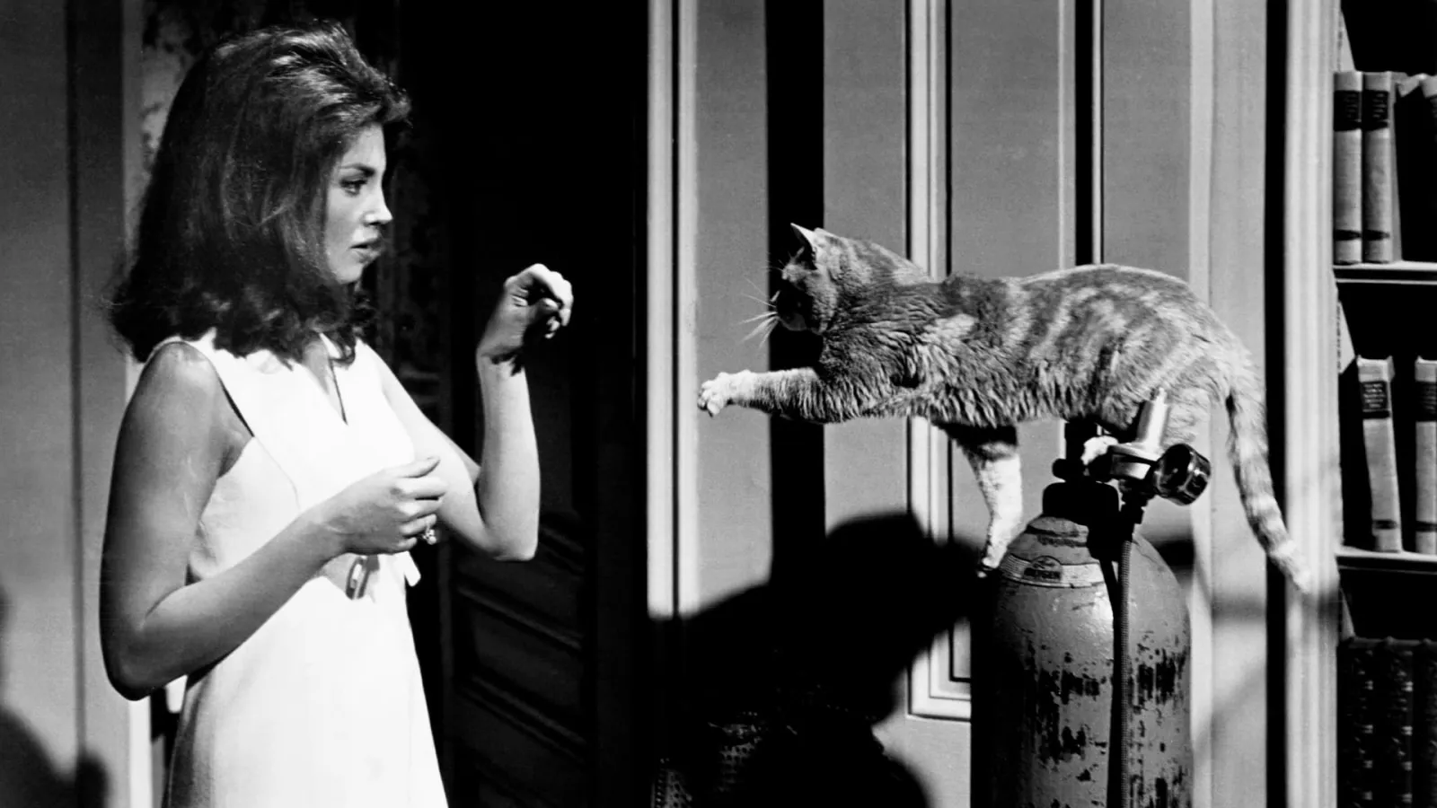 Il terrore negli occhi del gatto streaming ita