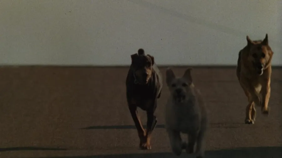 Dogs - Questo cane uccide! streaming ita