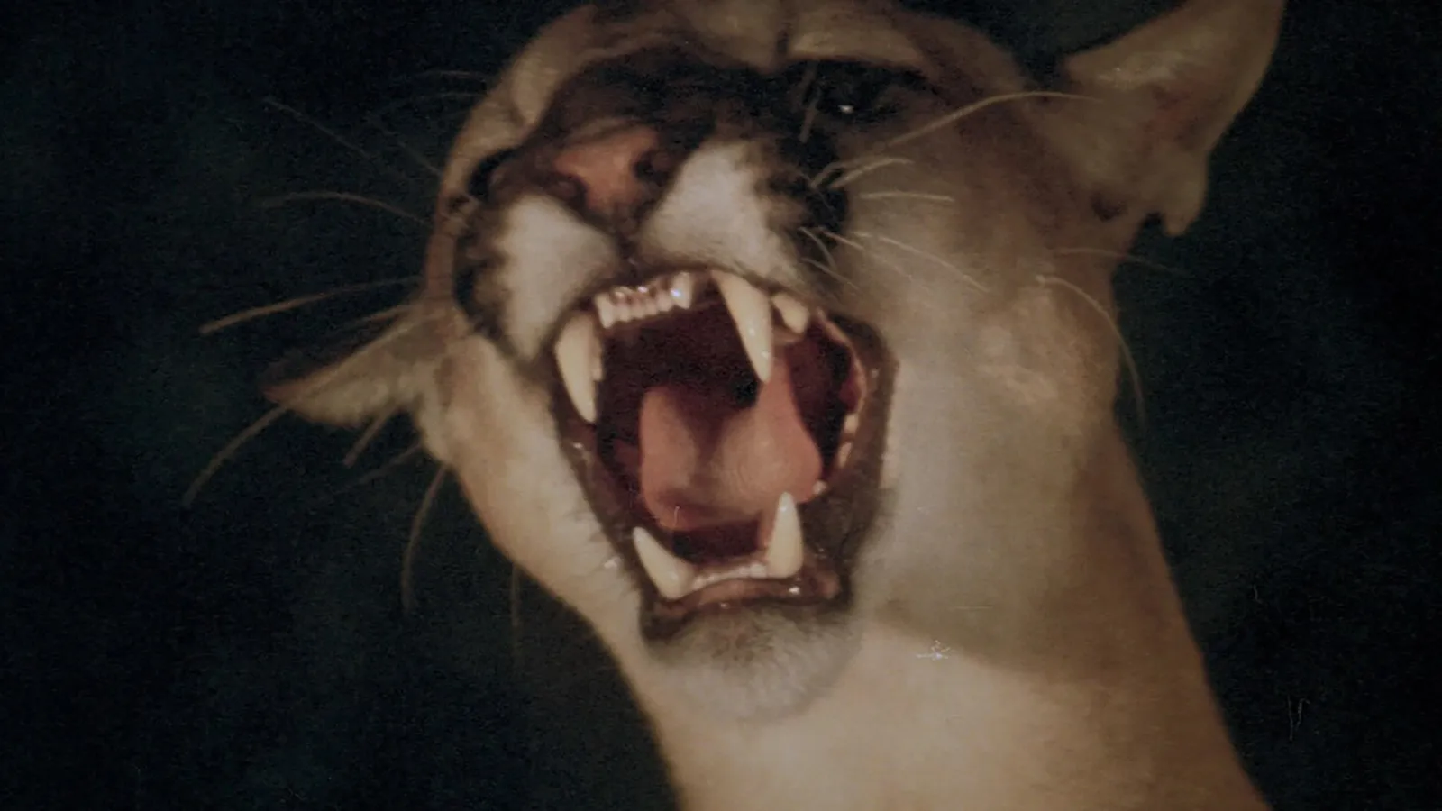 Future animals streaming ita