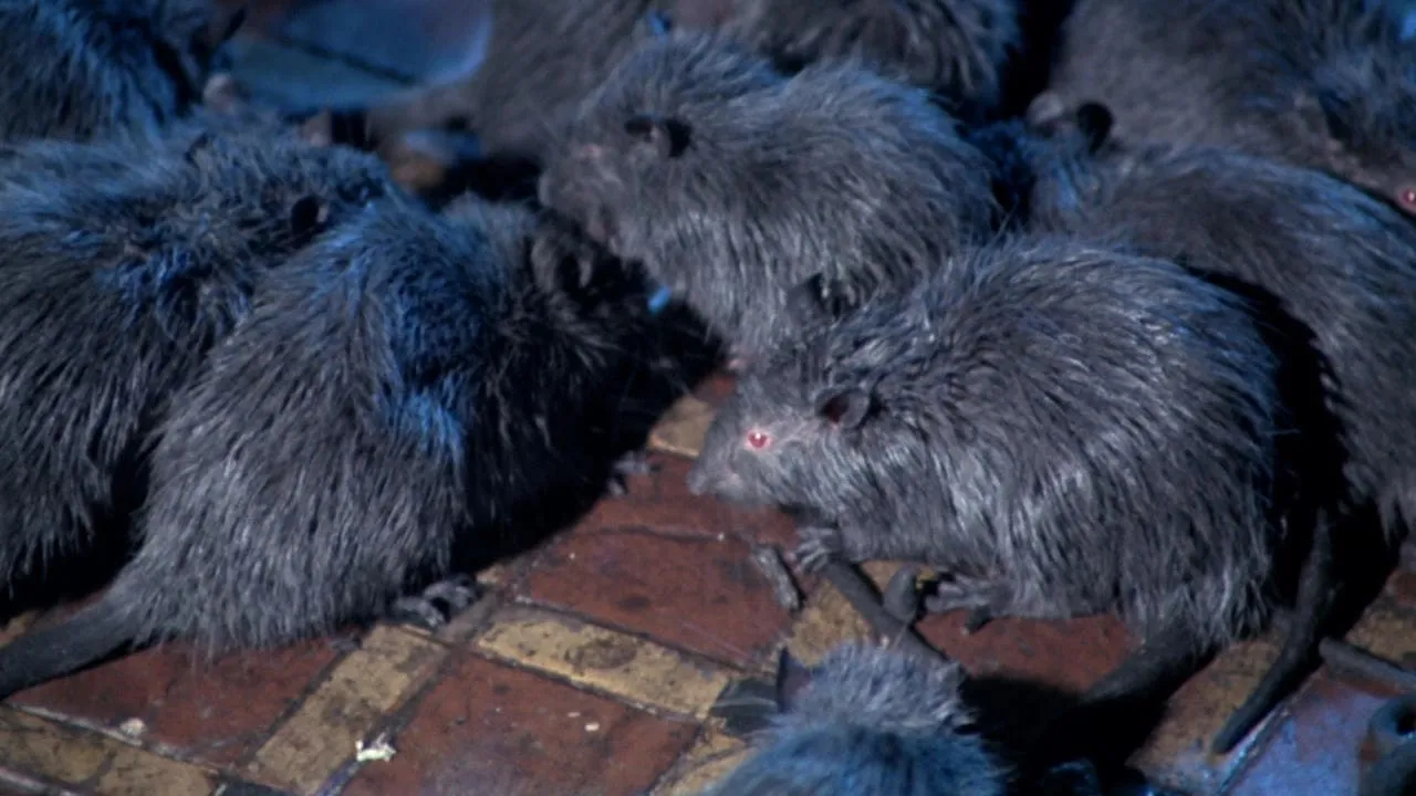 Rats - Notte di terrore streaming ita