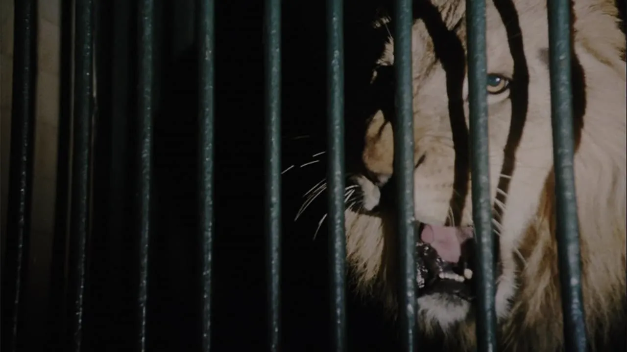 Wild Beasts - Belve feroci streaming ita