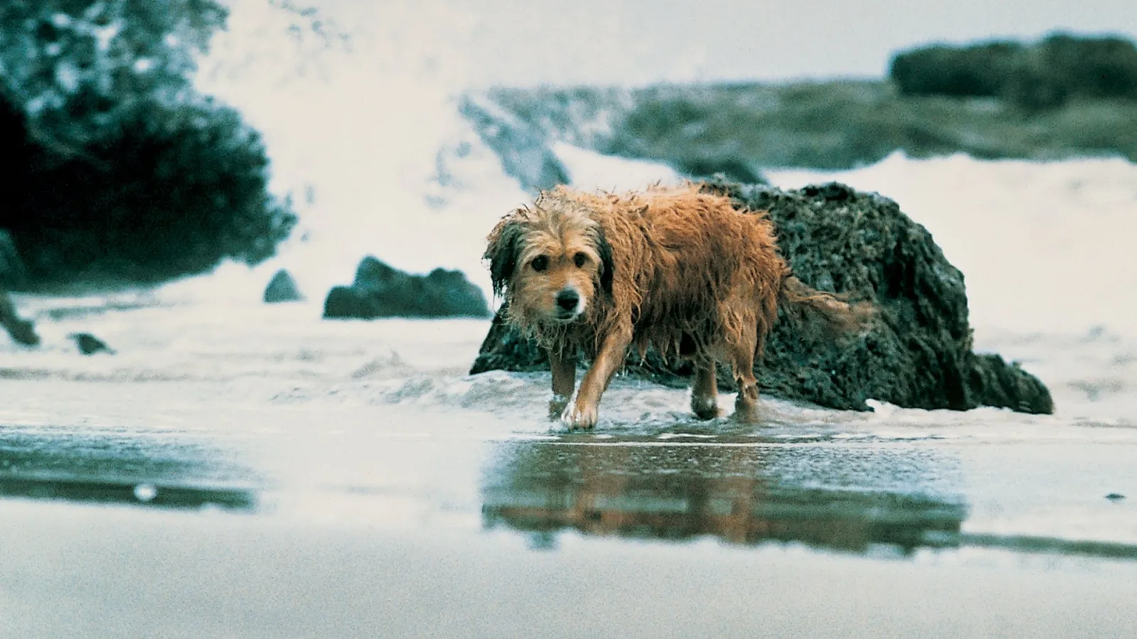 4 cuccioli da salvare streaming ita