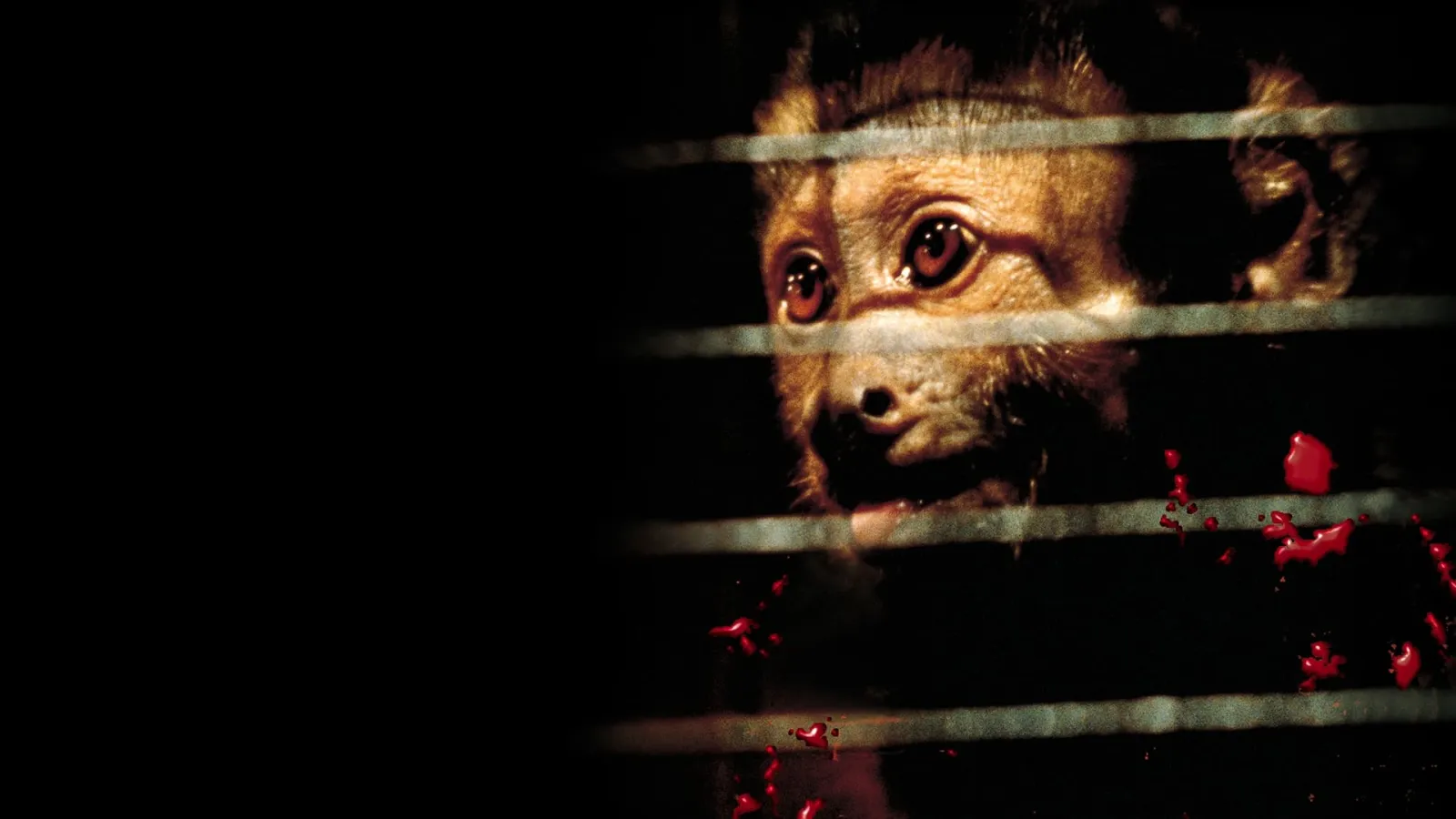 Monkey Shines - Esperimento nel terrore streaming ita
