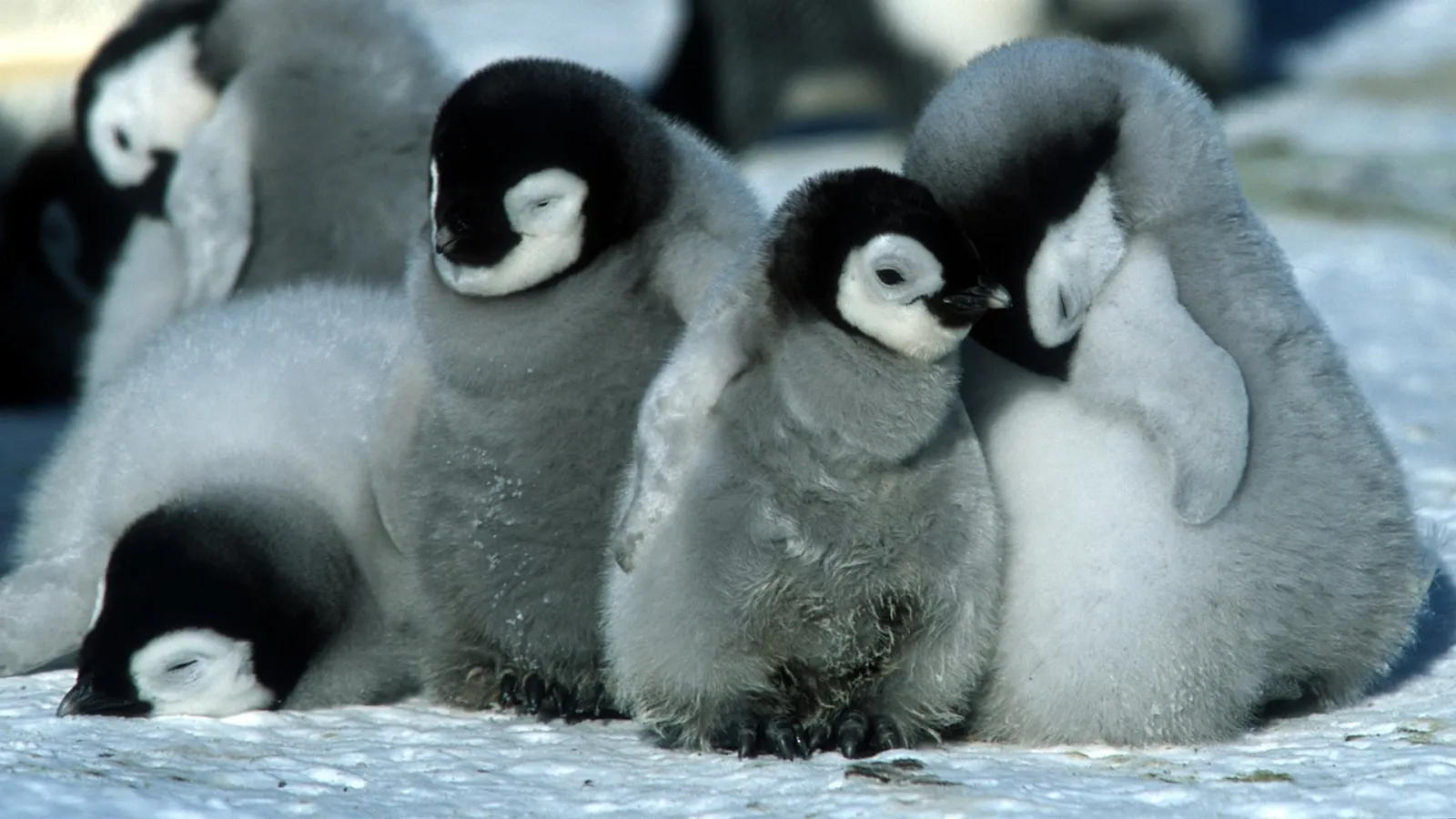 La marcia dei pinguini streaming ita