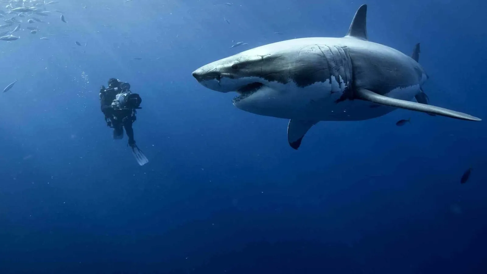 La vita negli oceani streaming ita