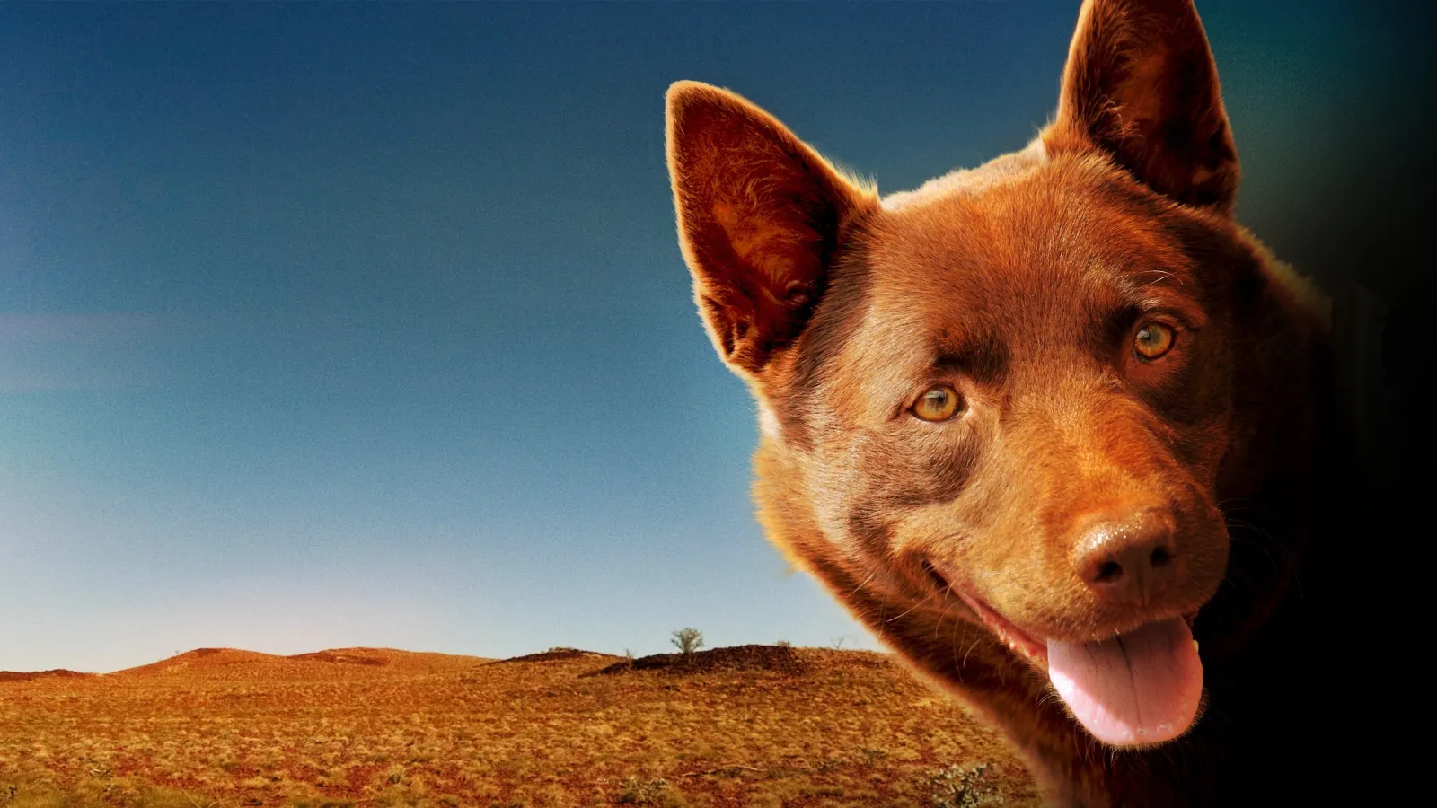 Red Dog streaming ita