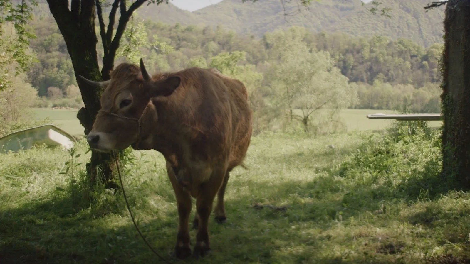 Alma in the Herd [CORTO] streaming ita
