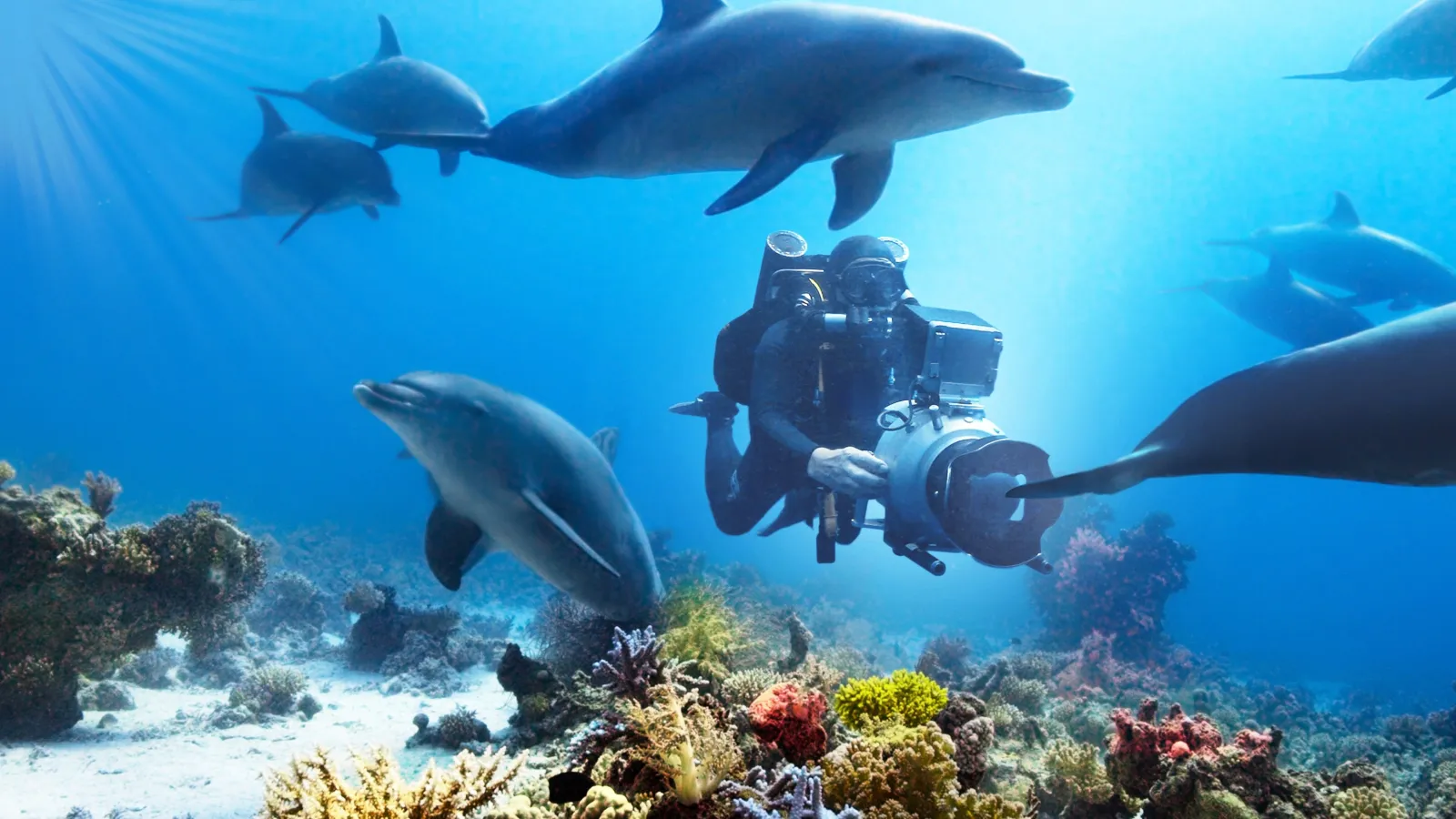 Il mondo nascosto dei delfini streaming ita