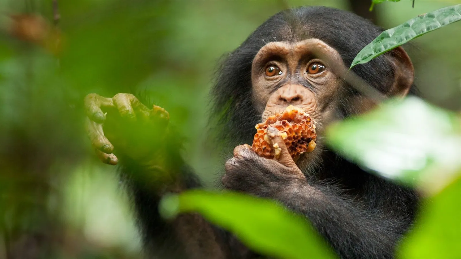 Chimpanzee streaming ita