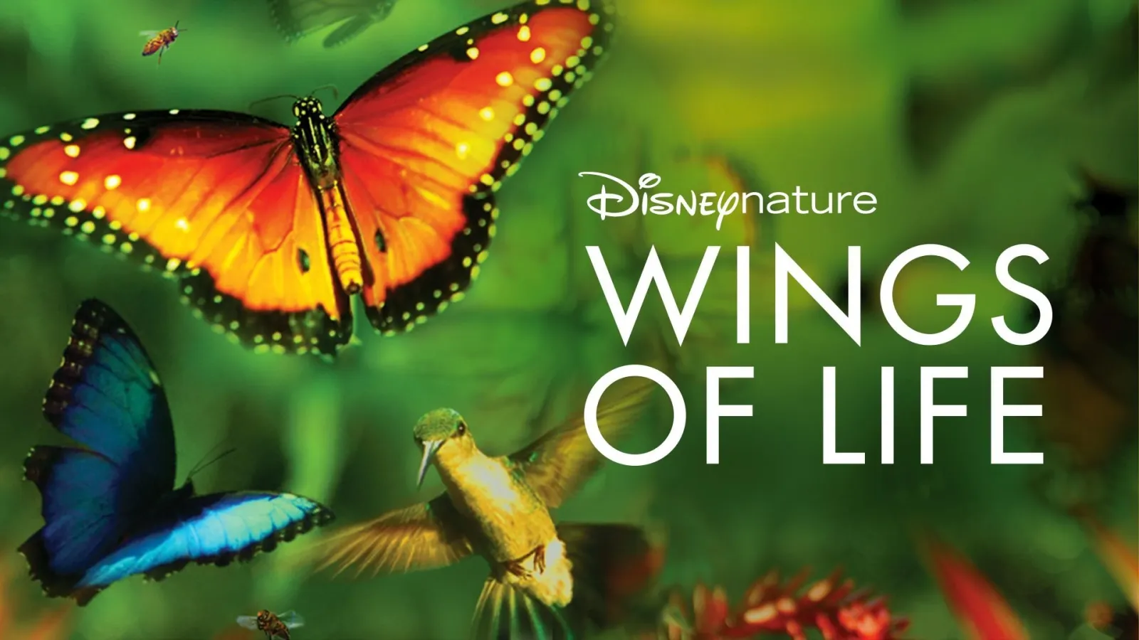 Wings of Life streaming ita