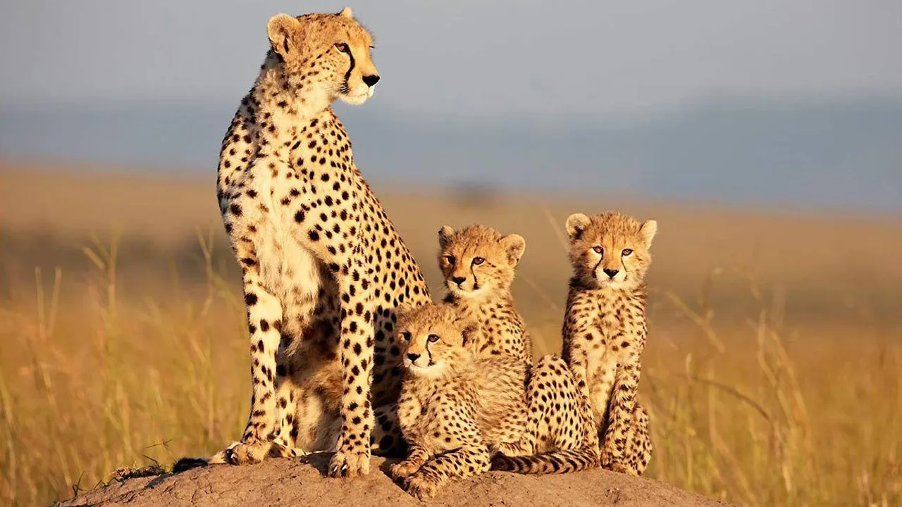 African Cats - Il regno del coraggio streaming ita