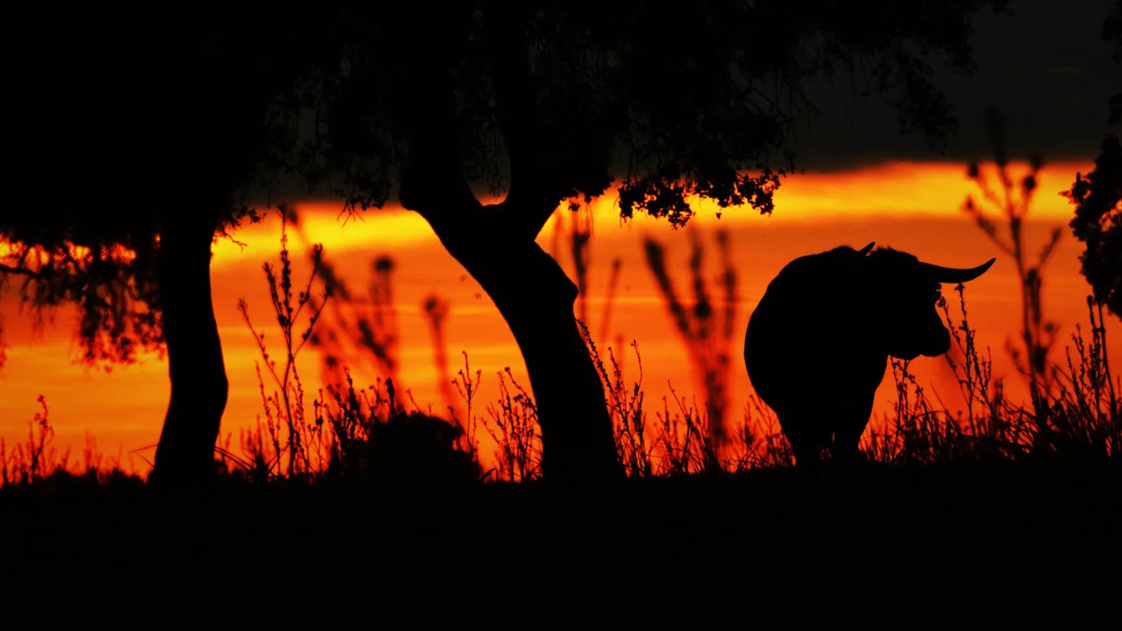 Animale umano streaming ita