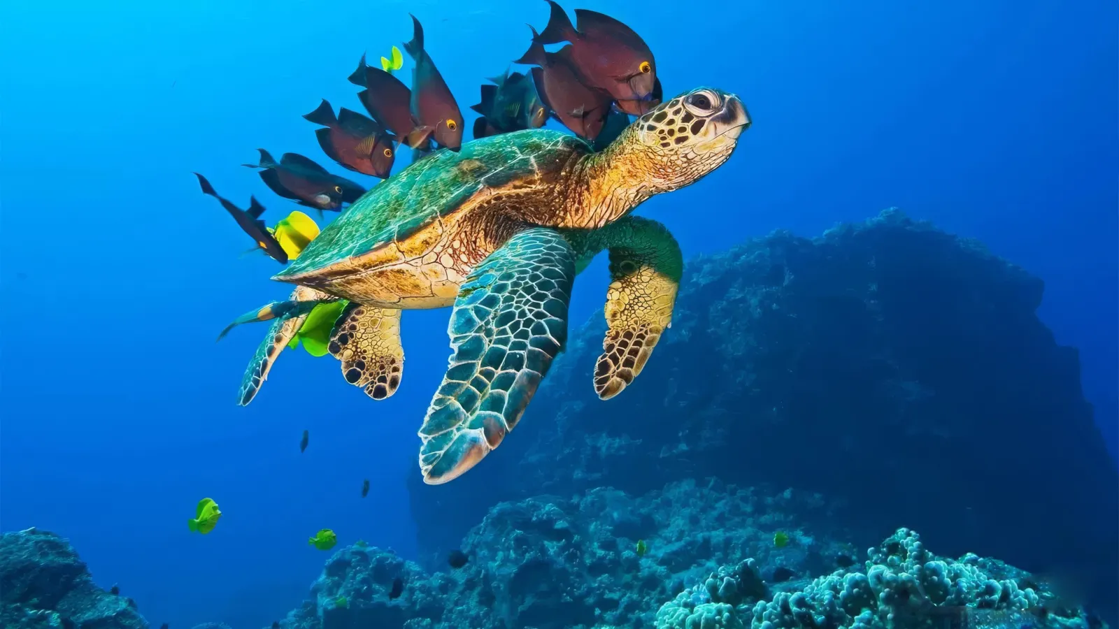 Oceani 3D streaming ita