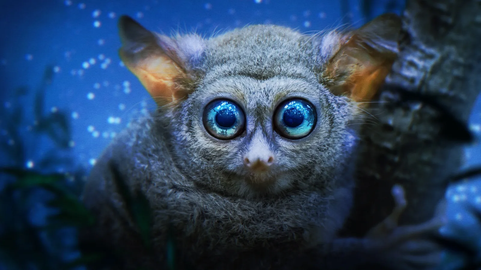 Il pianeta notturno a colori streaming ita