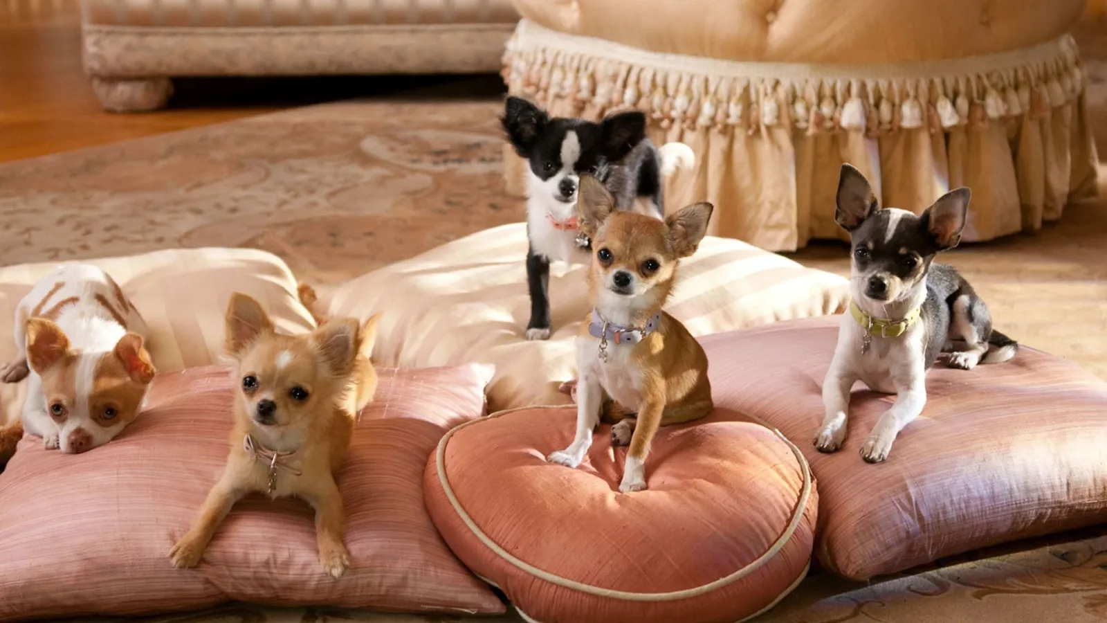 Beverly Hills Chihuahua 2 streaming ita