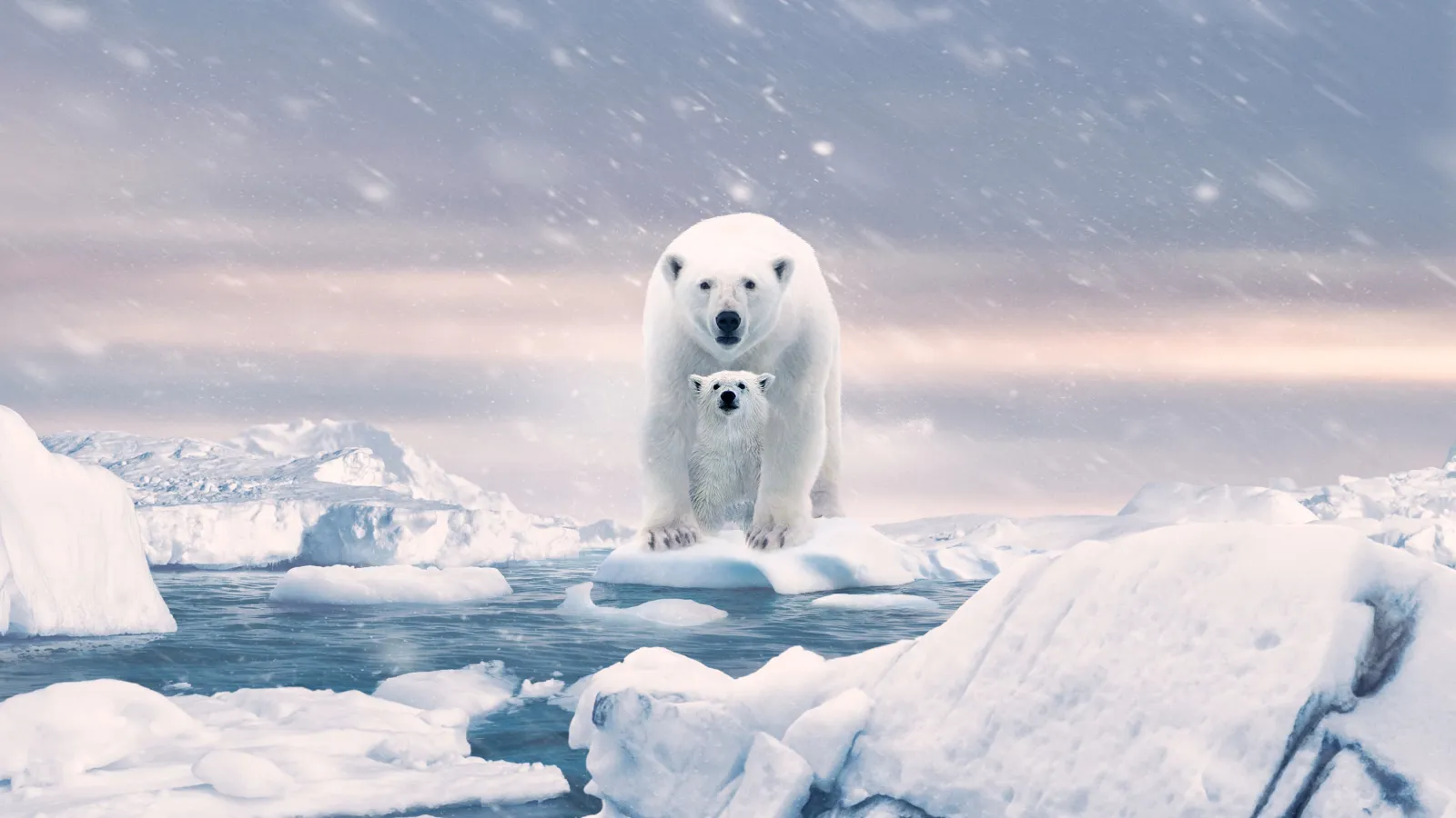 Polar Bear streaming ita