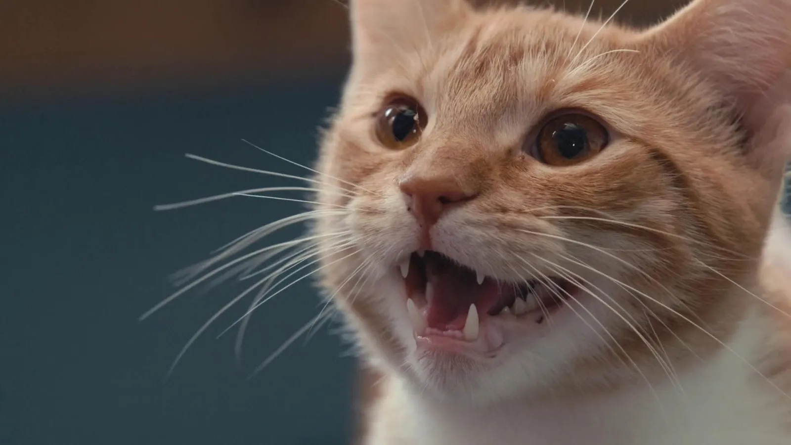 Nella mente di un gatto streaming ita