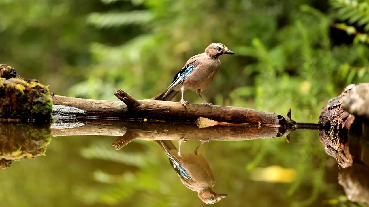 Il pianeta verde streaming ita