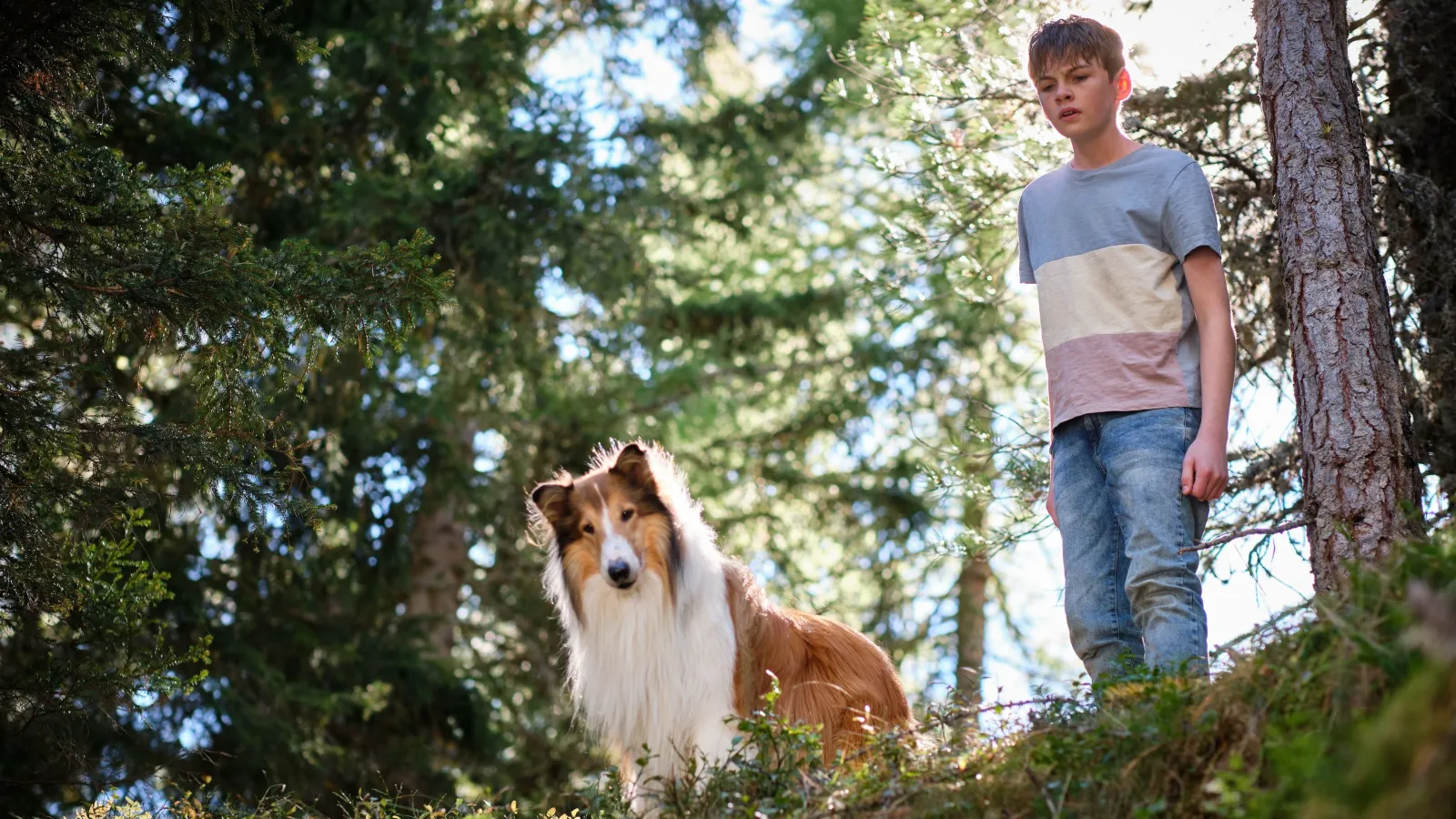 Lassie - Una nuova avventura streaming ita