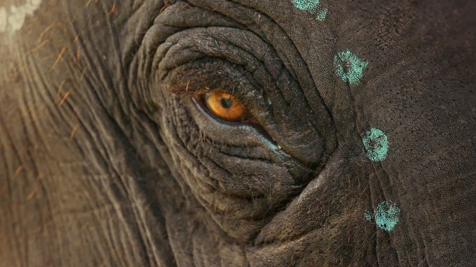 Raghu, il piccolo elefante streaming ita