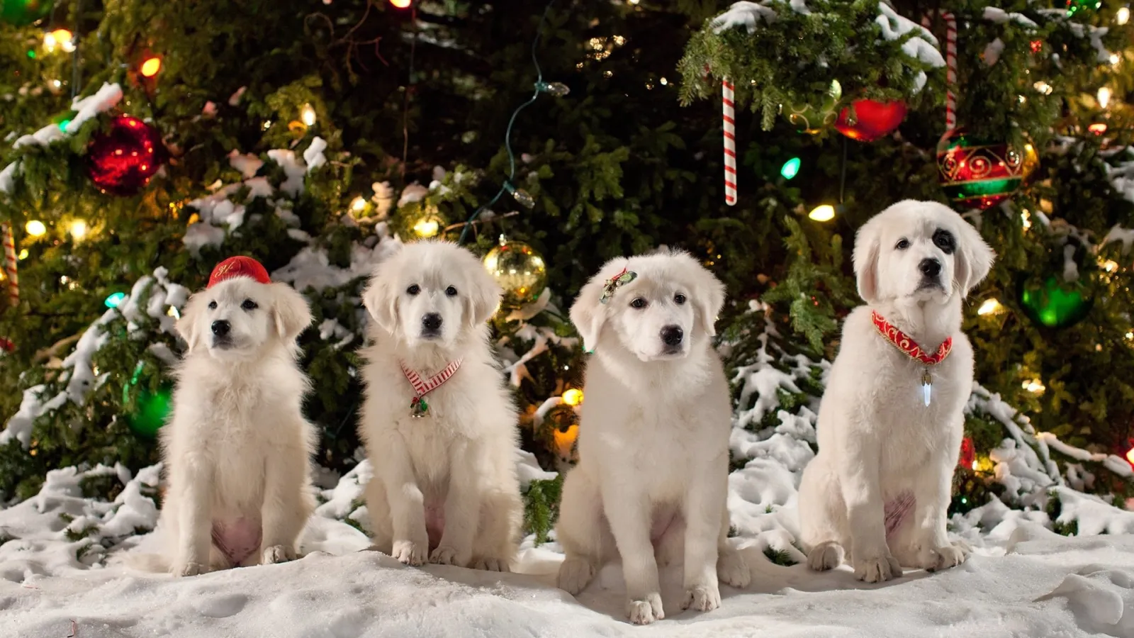 Zampa 2 - I cuccioli di Natale streaming ita