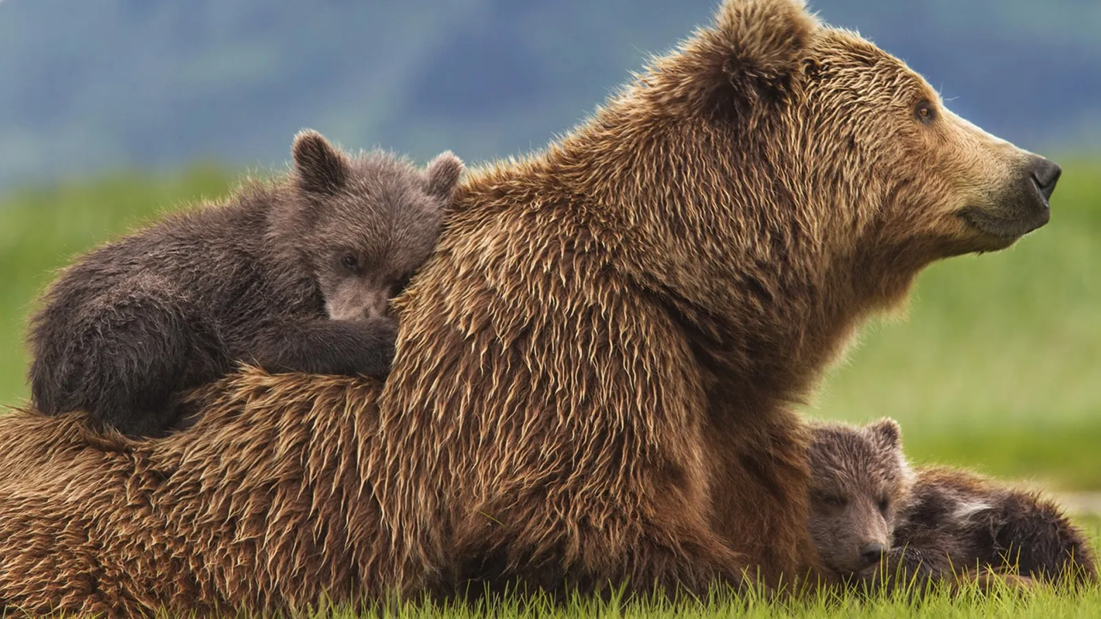 Bears streaming ita