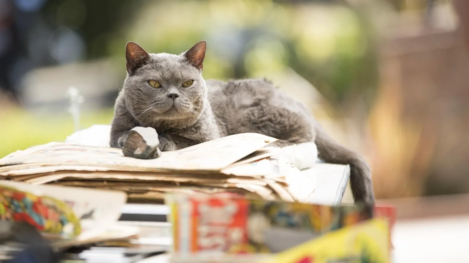 Il mistero del gatto trafitto streaming ita