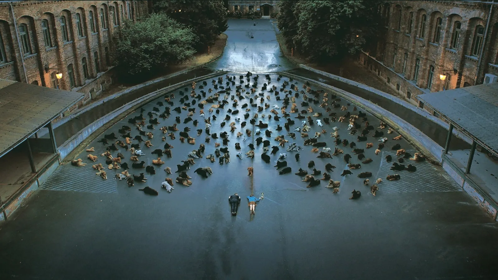 White God - Sinfonia per Hagen streaming ita