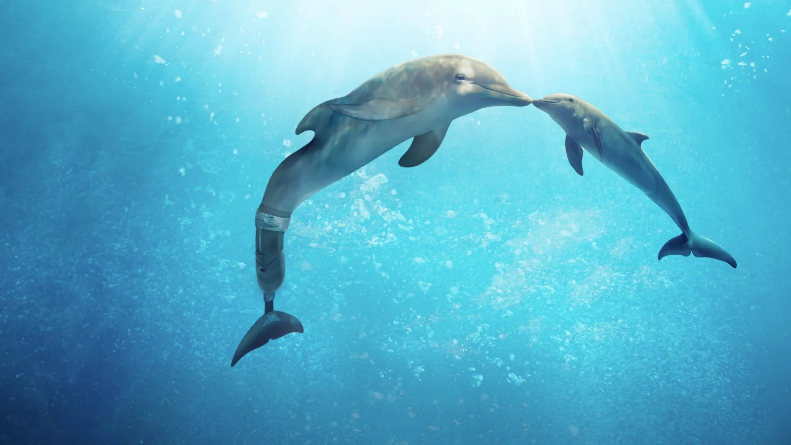 L'incredibile storia di Winter il delfino 2 streaming ita