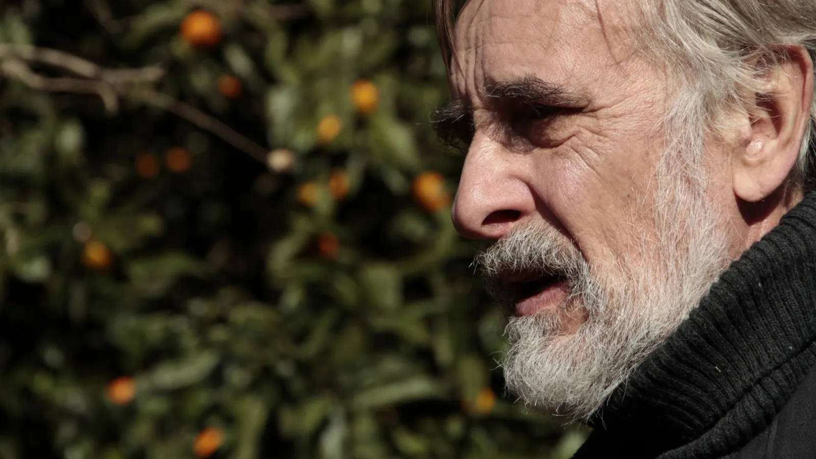 Tangerines - Mandarini streaming ita