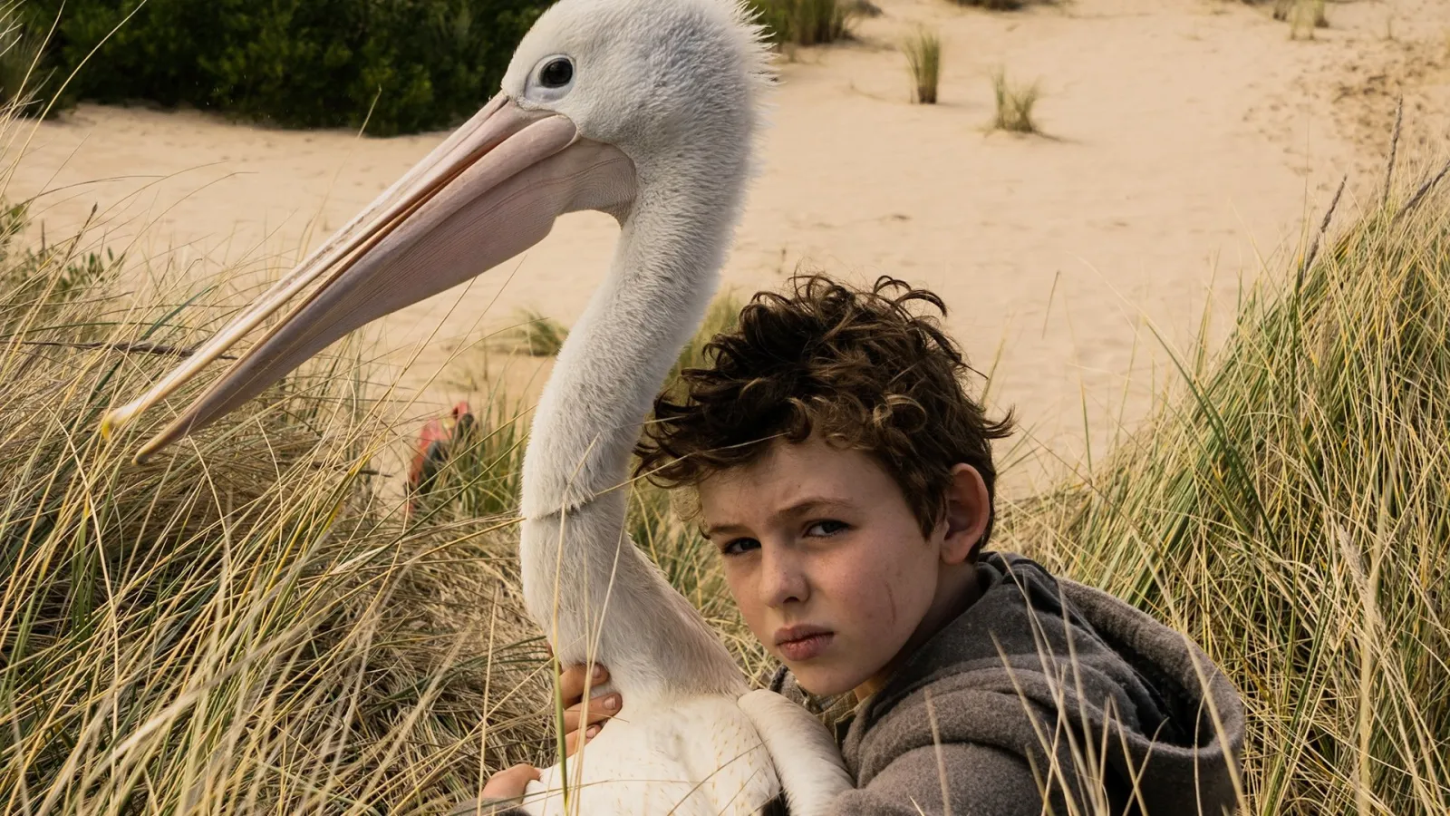 Storm Boy - Il ragazzo che sapeva volare streaming ita