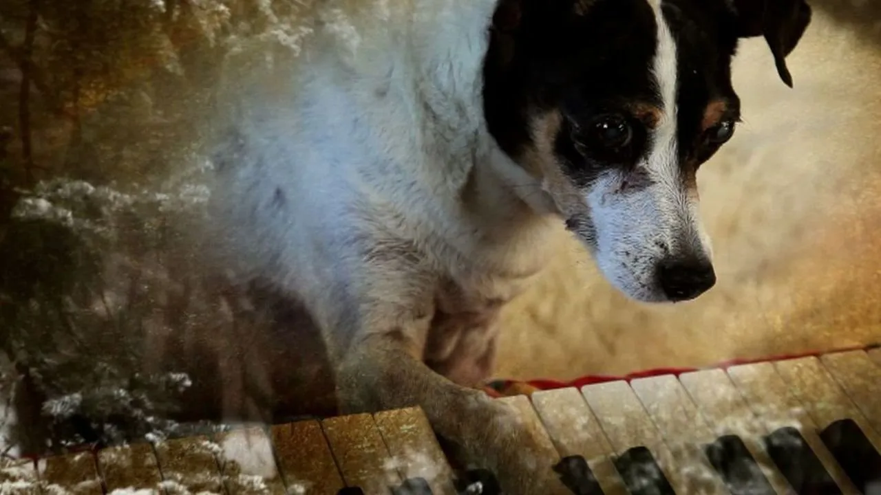 Cuore di un cane streaming ita