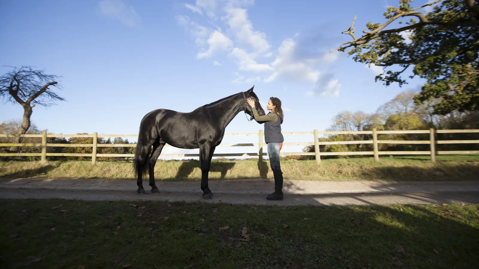 Free Rein streaming ita