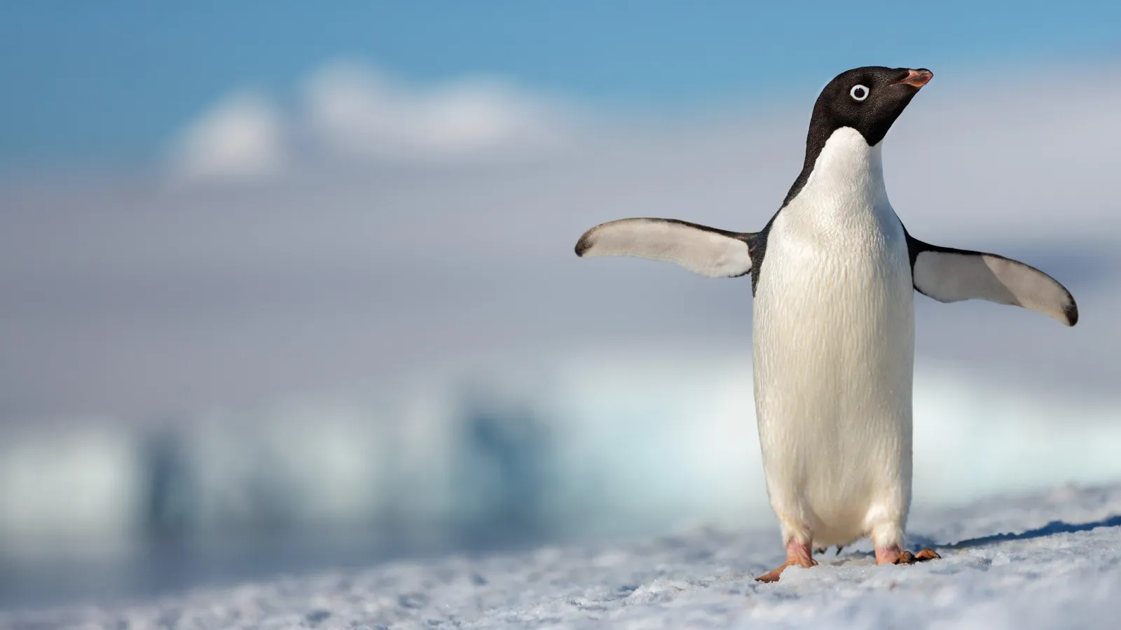 Penguins streaming ita
