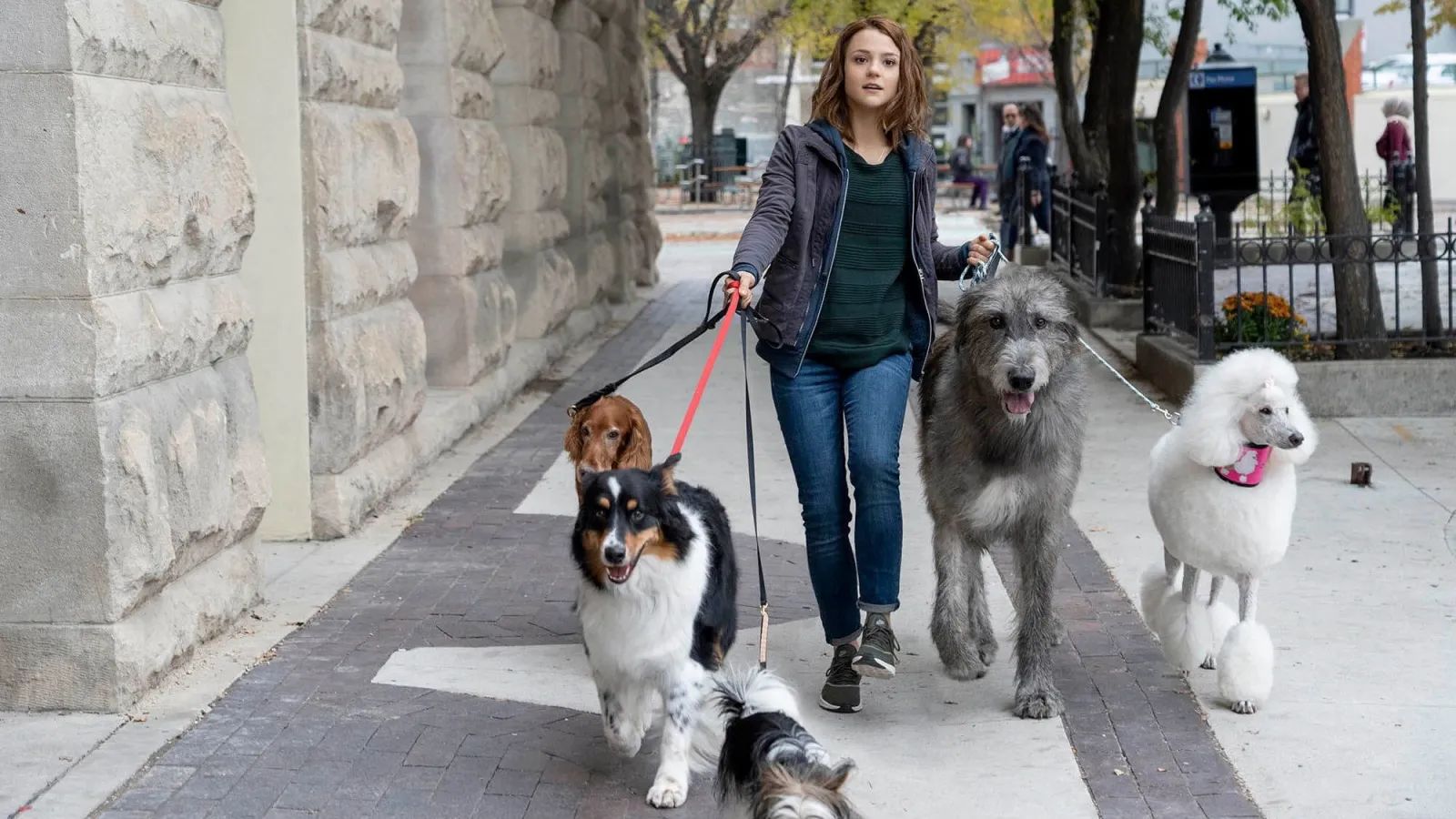 A Dog's Journey streaming ita